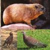 Dassie en Voels Target